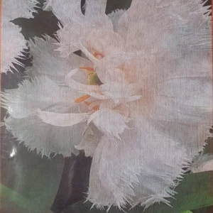 Decoupage Paper - White Parrot Tulip