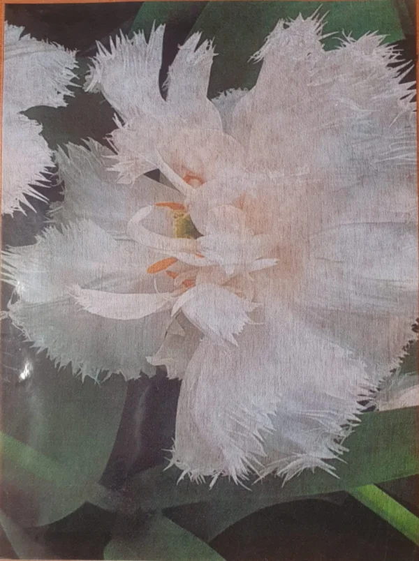 Decoupage Paper - White Parrot Tulip