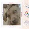 Custom Made Dog Photo 1