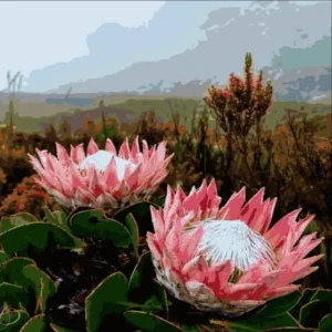 Paint by Numbers: Pink and White Protea