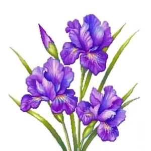 Cross-Stitching: Purple Iris