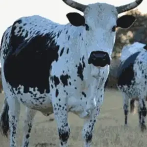 Paint by Numbers - Nguni Cow