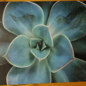Paper Placemats: Succulent