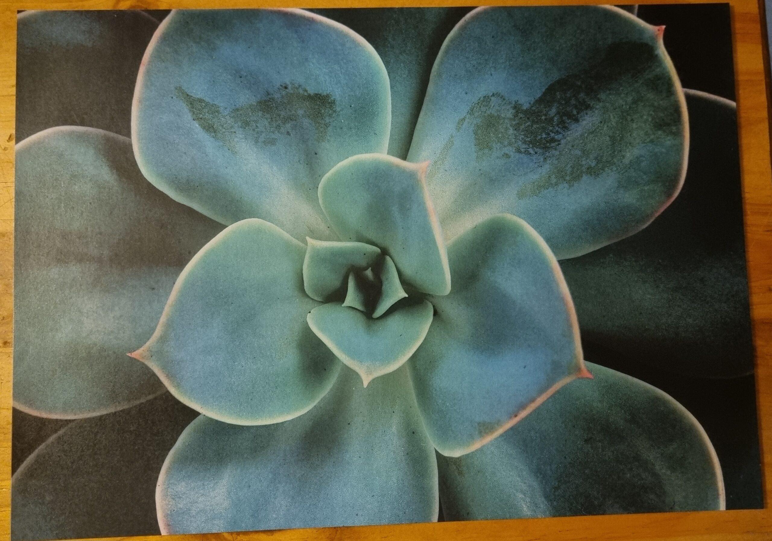 Paper Placemats: Succulent